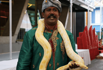 Snake charmer performance